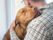 © Svetlana - Brown Pit Bull resting head on male owner's shoulder. Pet friendship, trust, and companionship concept. Ideal for emotional support, adoption, and pet care content. Warm, natural light