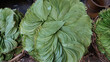 © Ella Halbreich - Betel leaves stacked in a vibrant green display, fresh and natural background