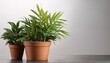 © AustinSANC - Plant In A Pot