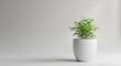© arka - Small green plant in white pot against grey background