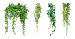 © Design Zone - Set of green leaves from Javanese treebine or grape ivy (Cissus spp.), a jungle vine and hanging ivy plant bush foliage, isolated on a white background with a clipping path
