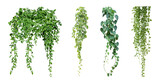 Set of green leaves from Javanese treebine or grape ivy (Cissus spp.), a jungle vine and hanging ivy plant bush foliage, isolated on a white background with a clipping path