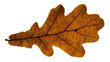 © Julia - Brown oak leaf with visible veins and serrated edges