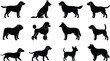 © MD - Dog breed silhouette icon set featuring domestic pets puppies standing sitting walking popular canines vector graphic collection