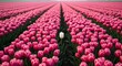 © Sri - Single white tulip standing out in a vast field of pink tulips, concept of individuality and uniqueness