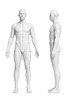 © RERE ANNEU MARIZA - Gray 3d human anatomy model standing in front and side views on white background