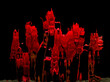 © ChaoShu Li/Stocksy - Abstract image of red flowers and plants seen through patterned glass