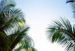 © Cara Dolan/Stocksy - Palm tree fronds and blue sky with copyspace