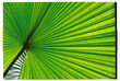 © Viktor Solomin/Stocksy - Close view of a green palm leaf showing its pattern and texture
