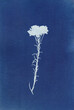 © Tania Cervian/Stocksy - Botanical cyanotype