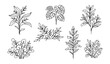 © Md Humaun - Set of abstract minimal line art houseplants with different leaf shapes and organic botanical forms vector illustration white background
