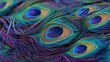 © Tanu - Colorful peacock feathers displayed in a close-up view showing the vivid patterns and designs in bright light