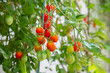 © Kwangmoozaa - Bunch of fresh ripe red grape tomatoes hanging on the vine in organic garden