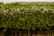 © Christian Tisdale/Stocksy - Fresh greens growing in trays in a microgreens indoor garden facility