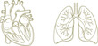 © DesignNest - Anatomical line of a human heart cross section and human lungs with bronchial tree structures isolated on a white background in a simple olive green outline style for medical education