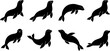 © Vecto_Pixels - Collection of black sea lion silhouettes showing playful and swimming poses isolated on white background vector