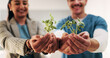 © peopleimages.com - Hands, nurse and team with plant in hospital for hope, compassion and care for medical healing. Palm, green leaves or nursing with people for responsibility, healthcare and collaboration for recovery
