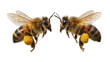 © Andrei - Two honey bees with pollen baskets full of yellow pollen