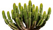 © Sophia - Green succulent cactus plant with many ribbed stems and sharp spines