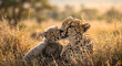 © Nirob - cheetah in serengeti