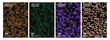 © graphicartstore26 - Collection of abstract poster templates with pixelated patterns in brown, green, purple, and beige colors for design and decoration purposes