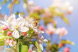 © svittlana - honeybee collecting nectar on apple blossom white petals pink buds green leaves blue sky spring orchard pollination macro