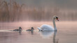 © bephoto - 朝霧の湖で白鳥の親子が淡い光の中を泳ぐ写真