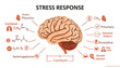 © BEUTYRANI - Human stress response diagram with brain and physiological effects
