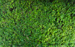© Mars_VPS - Dense green bush foliage pattern. Top view of natural shrub leaves texture for background.
