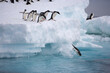 © willtu - Adelie Penguins leaping off an iceberg in the Southern Ocean