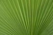 © AnnaReinert - Palmblatt (Arecaceae)