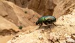 © BellaUlya - Iridescent Beetle Navigates a Rocky Desert Slope