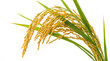 © icon - rice stalks yellow grain