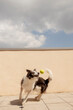 © VISTA by Westend61 - Border collie jumping to catch a ball outdoors on a sunny day