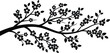 © Mst Salma Khatun - Cherry blossom branch silhouette with flowers and leaves on horizontal white background