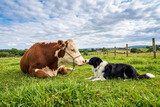 Brown and white cow touching noses with a border collie dog