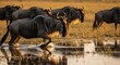 © msgamer - Golden Hour's March: Wildebeest embrace the twilight crossing.