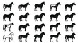 © 21graphic - Equestrian Horse Breeds Collection: Black and White Detailed Illustrations Set