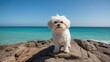 © The 2R Artificiality - Playful Maltese dog perched on coastal rock overlooking peaceful sea
