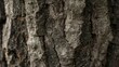 © TheWaterMeloonProjec - Willow bark texture under high magnification close up