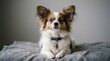 © MuzammilZia - Portrait of a Cute Papillon Dog Wearing a Collar and Lying on a Blanket