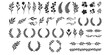 © md - Set of black hand drawn floral branches leaves wreaths and decorative botanical elements