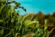 © ADDICTIVE STOCK - Spring grass seed heads in meadow with soft bokeh sky