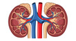 © Daniel - Detailed anatomical illustration of internal structure of human kidneys showing renal cortex, medulla, arteries, veins, and adrenal glands.