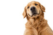 © MJ iceberg - Funny close-up portrait of a golden retriever looking down into the camera with a friendly expression, isolated on a clean white background. Adorable pet dog with soft golden fur, curious gaze