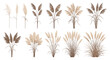 © Luther - Collection of various pampas grass stalks and bunches in neutral tones, perfect for botanical design and home decor illustrations.