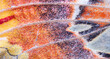 © Kwangmoozaa - Macro texture of a giant atlas moth wing with orange and black patterns