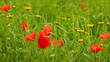 © Milou Dirks - background of red poppies in the field