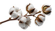 © Maria - Fluffy white cotton bolls on a brown branch, isolated on transparent background