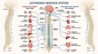 © Anatomy Of Tomorrow - Detailed chart of the human autonomic nervous system and spinal cord